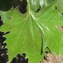 Platanus_x_acerifolia feuille